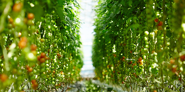 technik agrobiznesu dla dorosłych